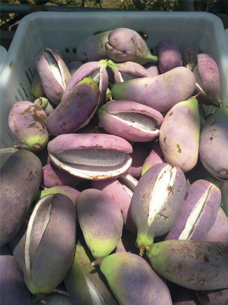 9月份云南有什么好吃水果,云南瓜果飘香有你最爱的吗