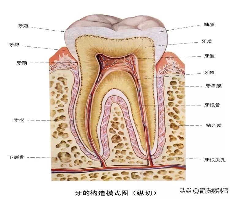 护考消化系统解剖图谱详解,消化系统解剖生理教学