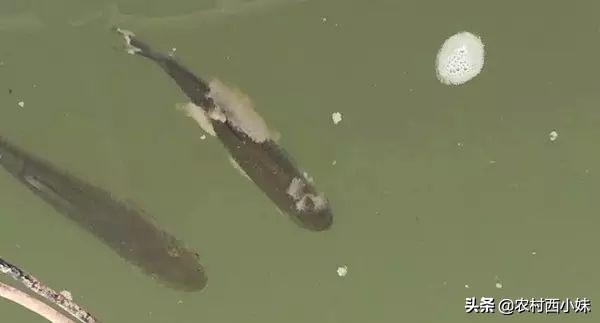 水产养殖水霉病怎么治疗最好,水霉病怎么预防