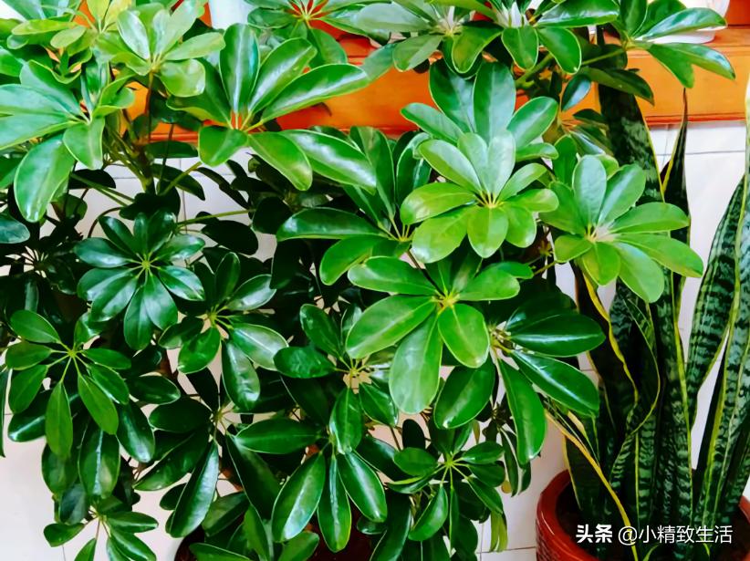 八方来财的养殖方法客厅能养不,八方来财怎么养才能枝繁叶茂