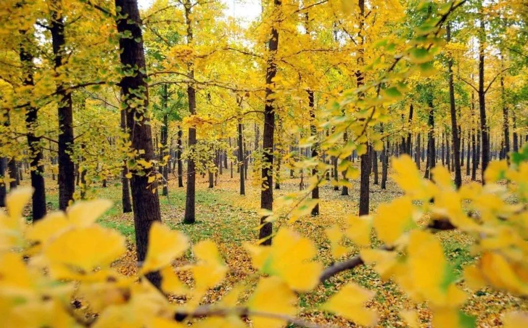 桓台、芝罘、上夼、郯城、莒县、单县...山东的这些地名你都会读吗？