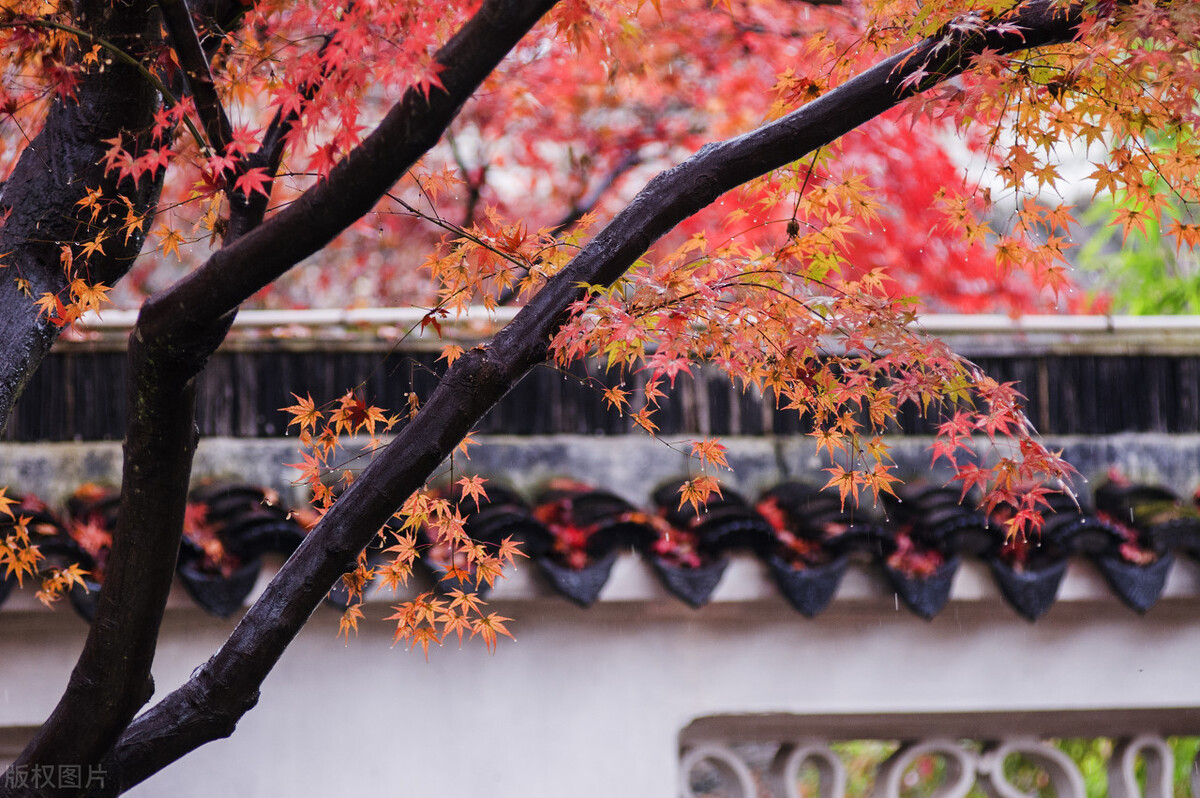 江南的秋天,温柔诗意,漫步姑苏城感受岁月静好,人间值得