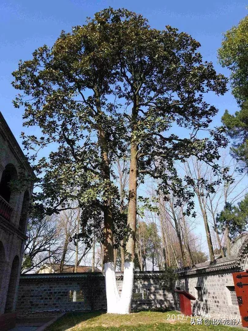 广玉兰是哪个城市的市花,广玉兰为什么会成为合肥的树