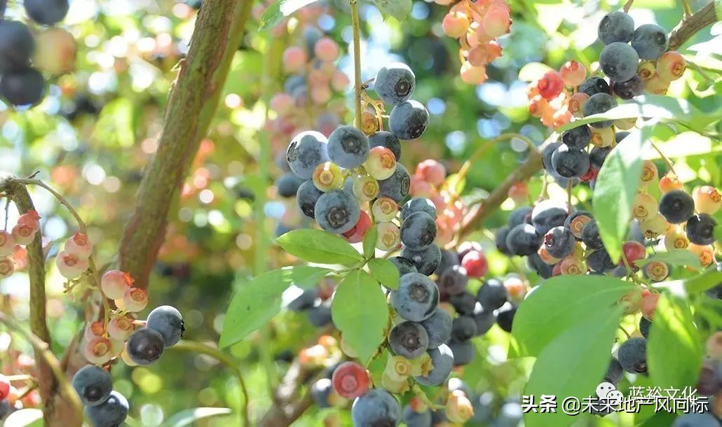 母亲牧场要玩多久,低成本花园家庭农场亲子乐园