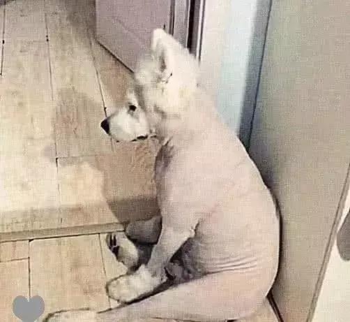 狗狗的毛被梳秃了还能长出来吗,狗狗的毛被理秃了