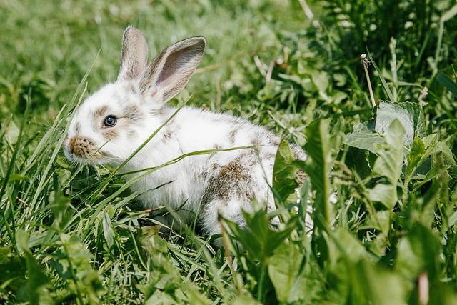 养兔怎么预防疾病呢,养兔的常见疾病和防治