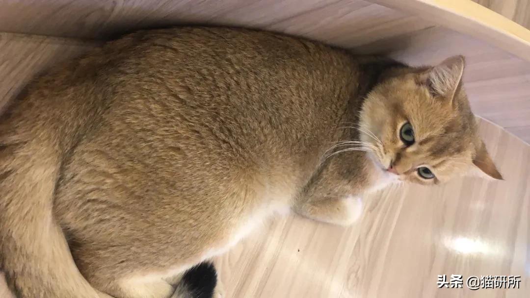 猫咪的花纹是怎么长出来的,猫咪身上的花纹有多奇葩