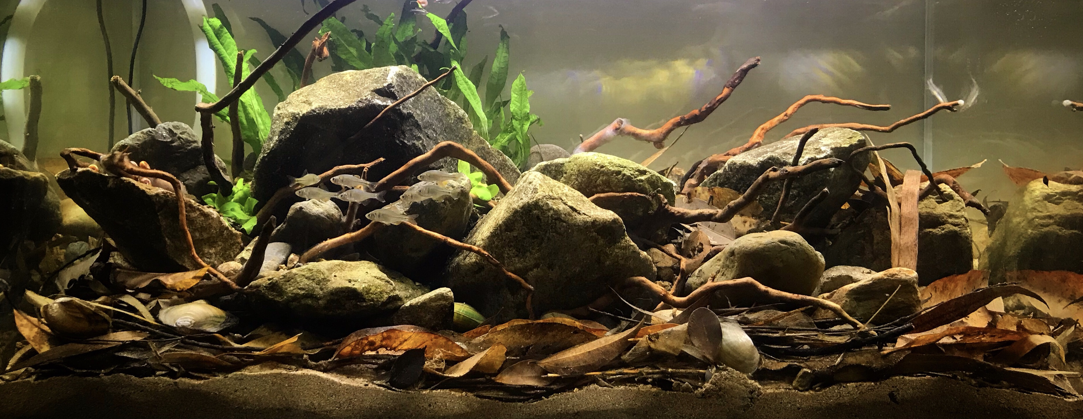 鱼缸的水变绿对鱼有影响吗,鱼缸的水为什么变黄