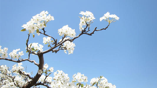 一生必背的100句名句,一生必背的235句千古经典诗句