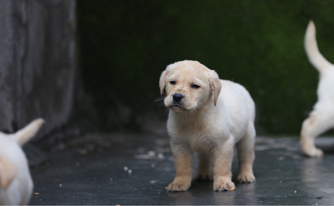 犬拉白色果冻状的便便怎么回事,宠物狗送到新家不到半月就拉肚子