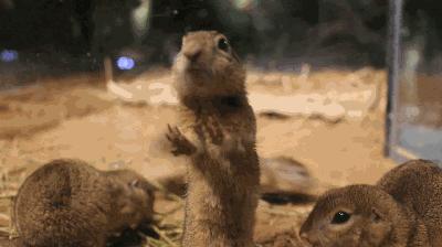 合肥动物园值得看的地方,合肥最好玩的动物园是哪