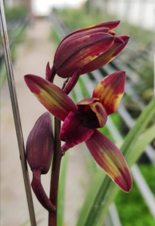 毕节蕙兰极品开花图,贵州毕节的野生兰花