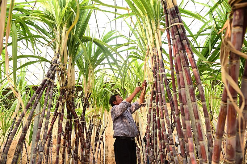 甘蔗不甜怎么做能甜,甘蔗种不够怎么办