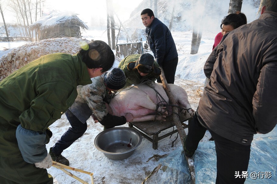 回忆年味东北杀猪菜图片,杀猪菜东北农村年味