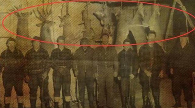 现实中拍摄到的翼龙,一百年前翼龙照片