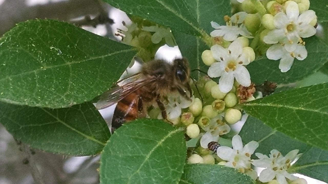 舍不得买鲜花,北美冬青如何组合盆栽