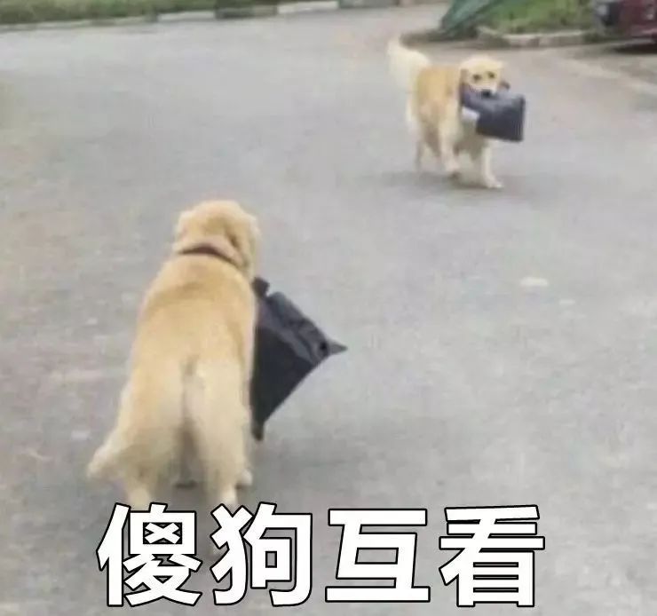 为啥金毛性格温顺,金毛的优缺点及性格介绍