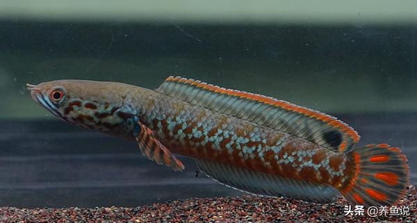 新手养鱼养什么观赏鱼最好,新手养鱼最适合养什么观赏鱼