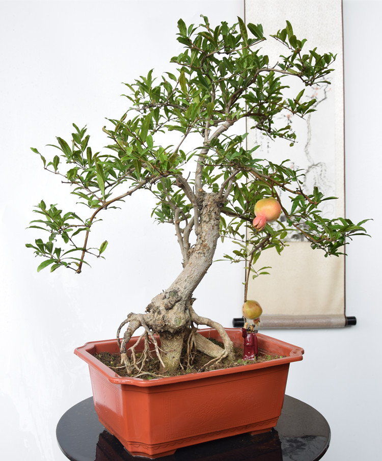 石榴老桩催芽最快方法,石榴老桩怎样催芽快呢