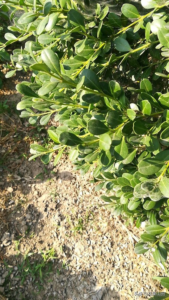 哪个品种黄杨最值钱,曾经的天价黄杨为何没落了