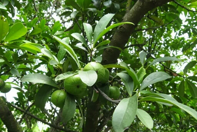 山竹的生长过程不白吃,山竹的生长过程及营养价值