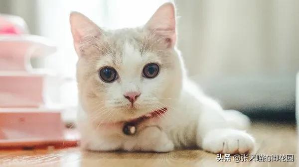 猫咪急救药品,猫咪急救用品一览表