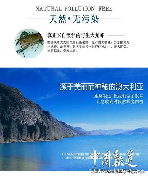 渝北澳洲淡水龙虾,上海澳洲淡水龙虾