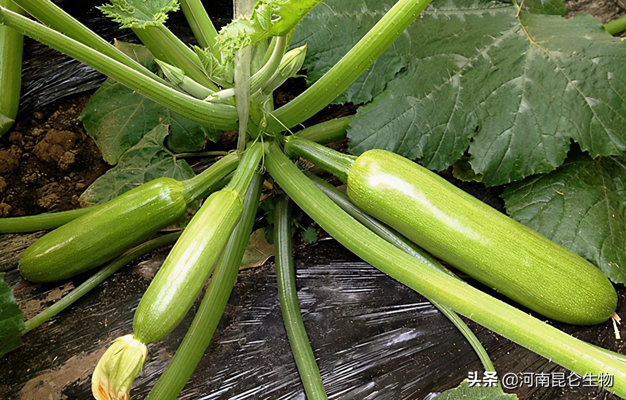 西葫芦老叶发黄怎么救,西葫芦叶子发黄枯萎怎么补救最快