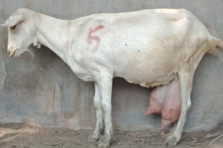 母羊产后奶水少怎么办,母羊产后奶水不足母羊不吃食