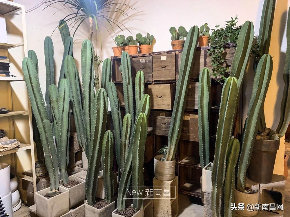 南昌花市有哪些地方,南昌花市批发市场