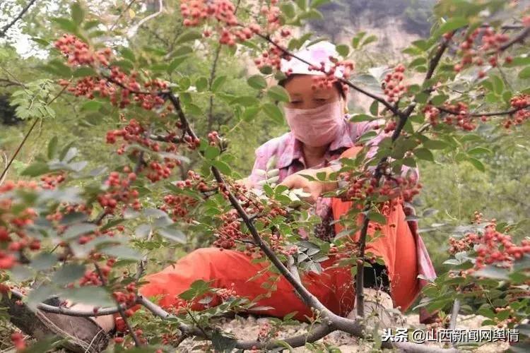 长治市旅游村,长治古村落岳家寨村