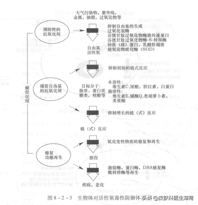 皮肤为什么会氧化怎么才能抗氧化,皮肤黄的人怎么抗氧化