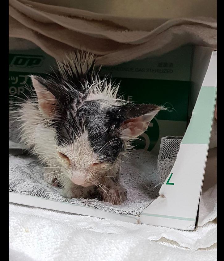 猫踩到了粘鼠板,猫踩到粘鼠板死了