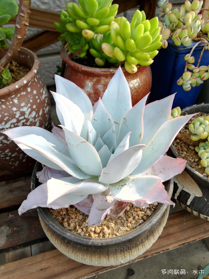 这才是多肉夏天该有的样子,多肉短期内颜值最高的时刻