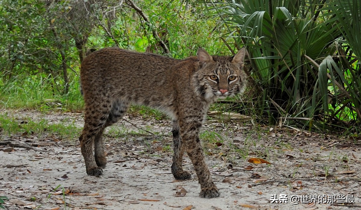 猫科动物日常捕食,猫科动物的日常捕食