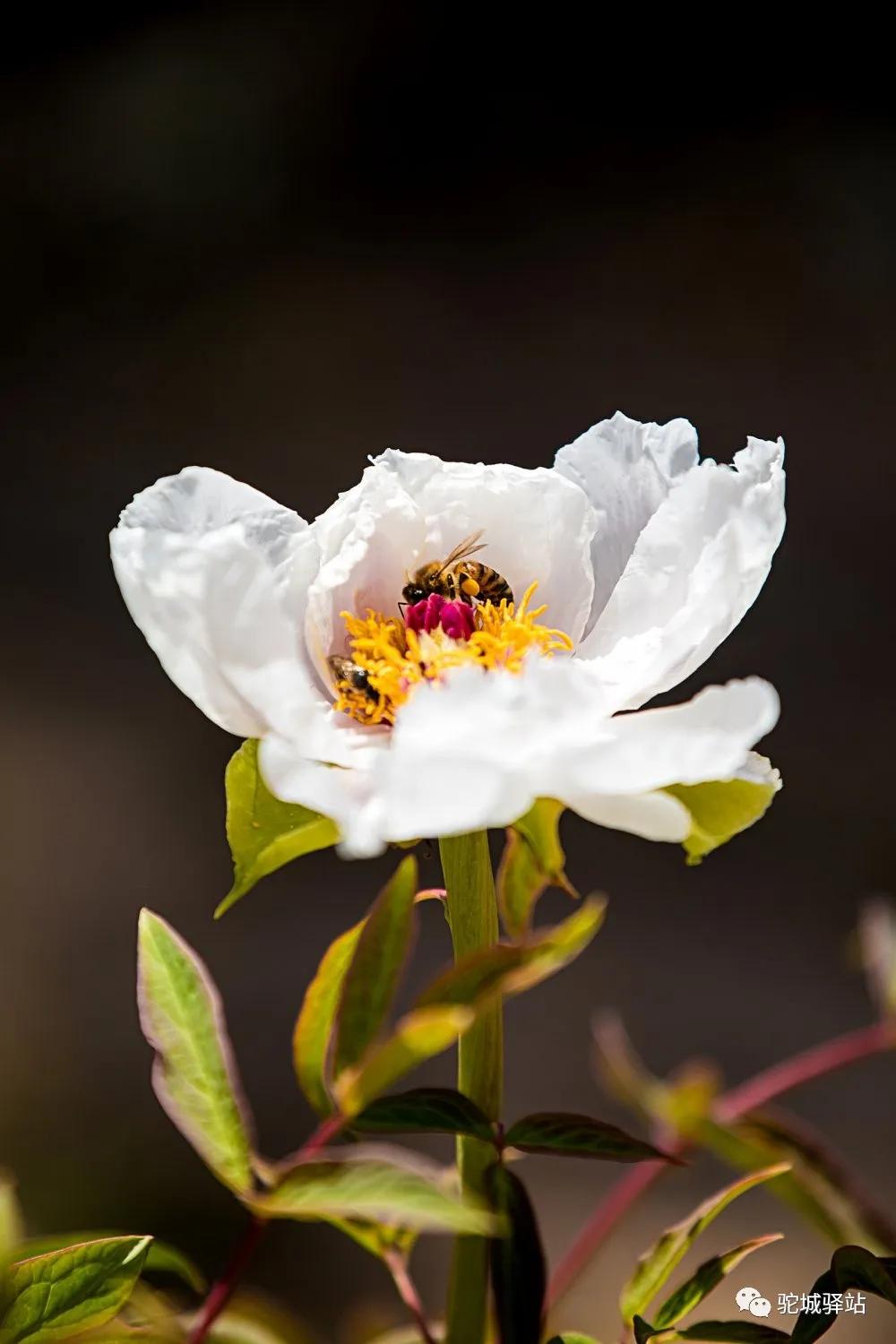 榆林牡丹园,榆林千年牡丹园