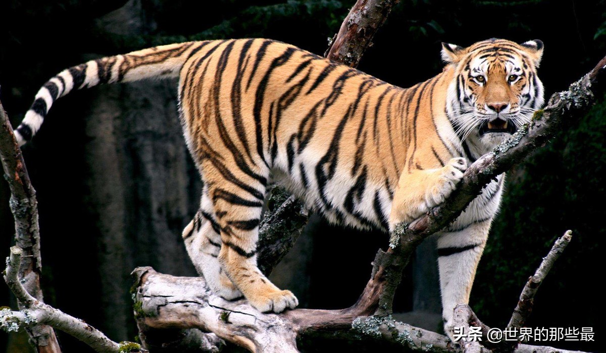 最强的狮子和最强的虎哪个更强,狮子和老虎的数据对比