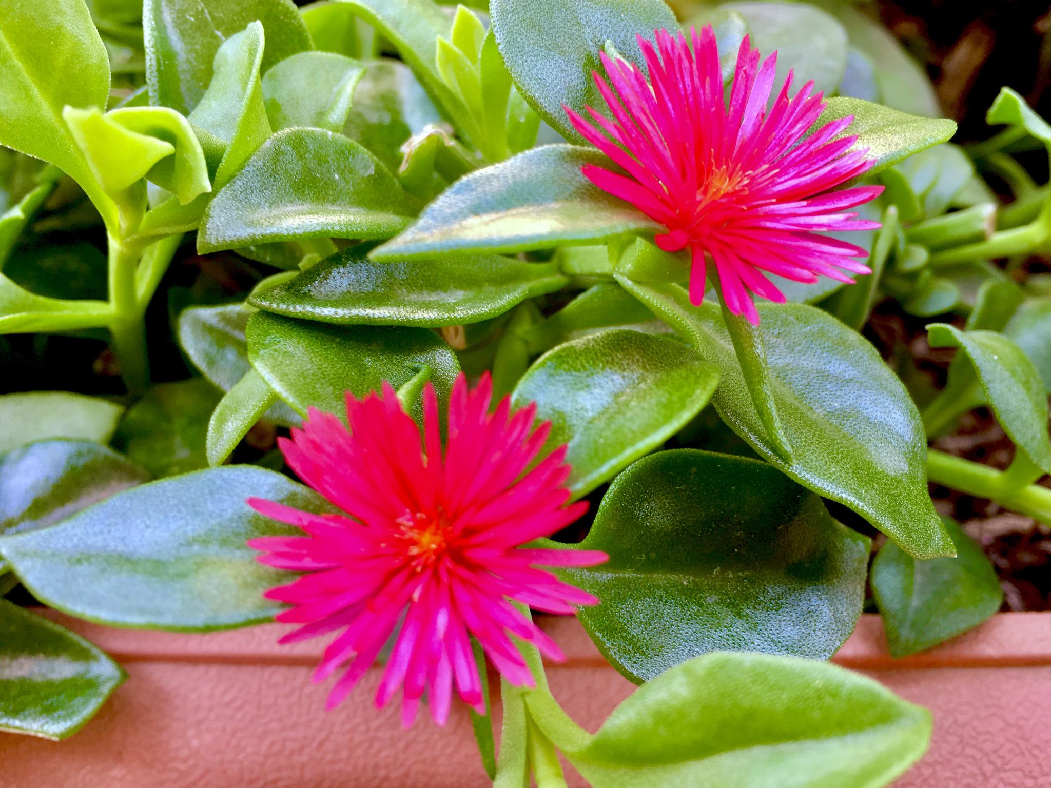 适合家庭养的带香味的无毒花,10种健康花