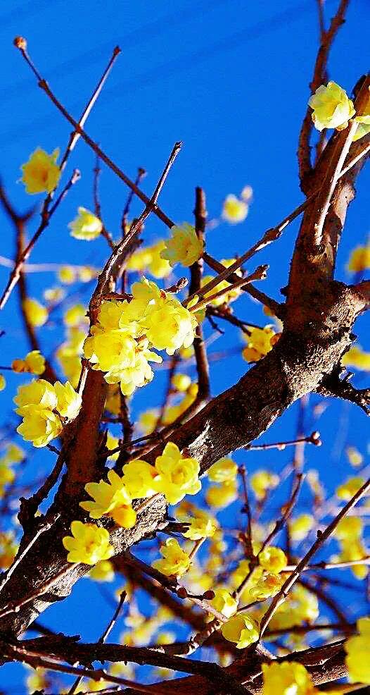 又见腊梅花开记叙文,又见腊梅真好作文1000字