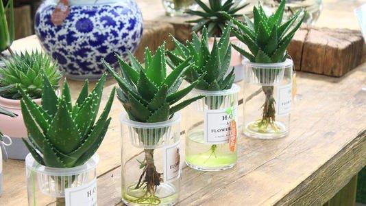 这3种花怕黄叶烂根,这些花不用浇水也能开花