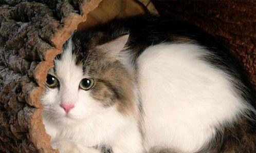 为什么现在猫咪价格那么低,各种猫咪价位