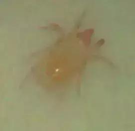 防治蔬菜地下害虫的无公害农药,蔬菜害虫种类及防治ppt