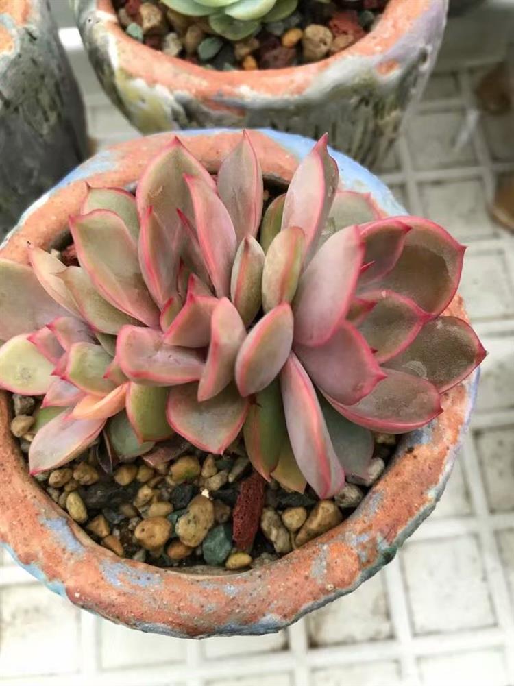 放寒假宿舍植物,暑假放假宿舍多肉怎么办