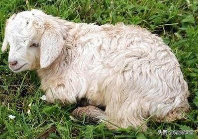 养羊怎么防得羊布病,怎样养羊羊病预防