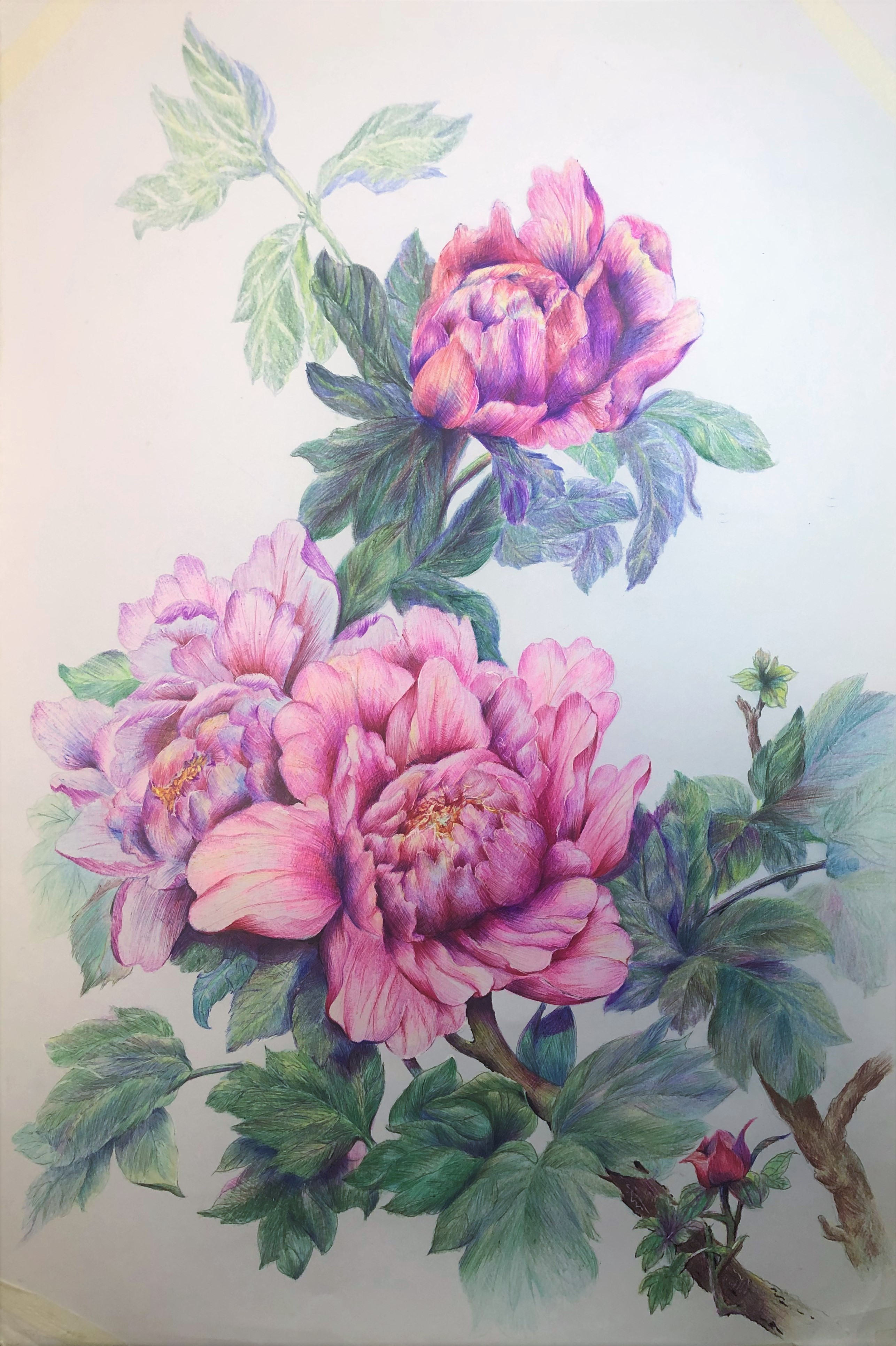 圆珠笔画牡丹教学,圆珠笔画牡丹的画法