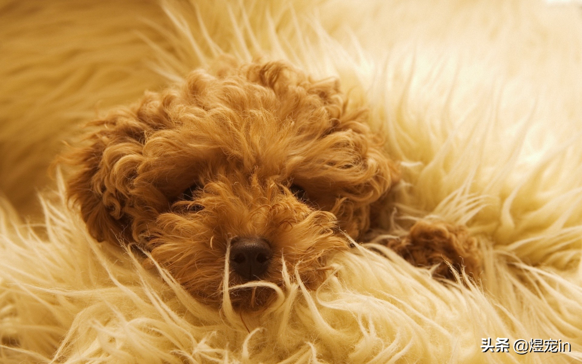 狗狗过敏怎么办最有效,狗狗过敏怎么办最有效的方法