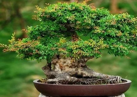 小榆树盆景设计100种形态,榆树盆景用的榆树是什么品种