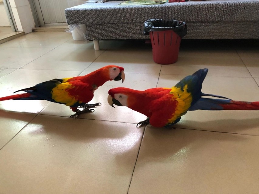 鹦鹉学会上手后该怎么训练,怎样训练鹦鹉鹦鹉才会学会说话