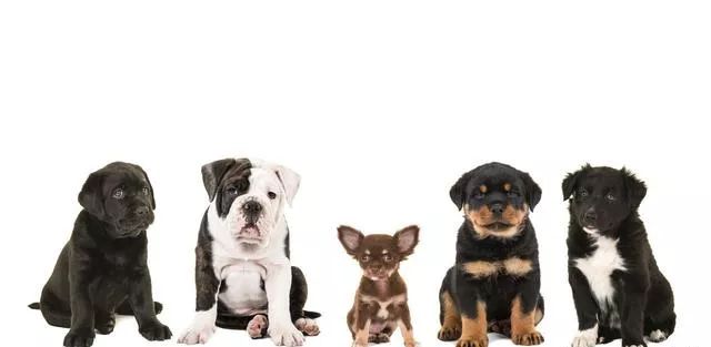 为什么母猫交配过程中撕心裂肺，狗狗却难舍难分？