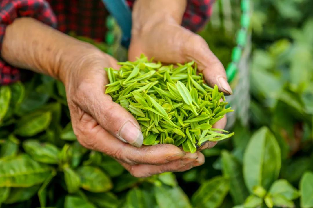 平阳黄茶滋味,平阳黄茶推荐